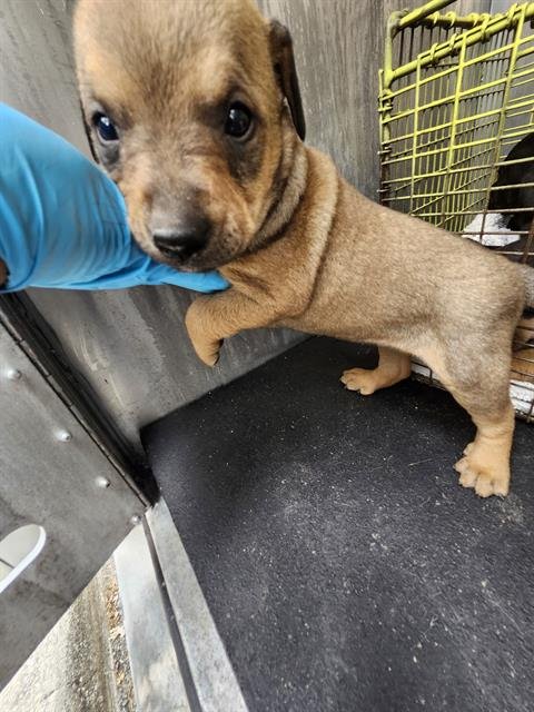 WONTON - Labrador Retriever available for adoption