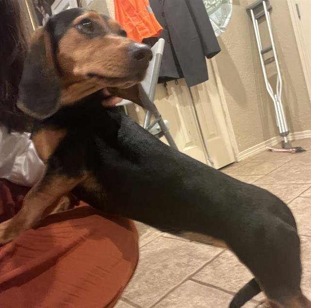 BERNADETTE - Dachshund available for adoption