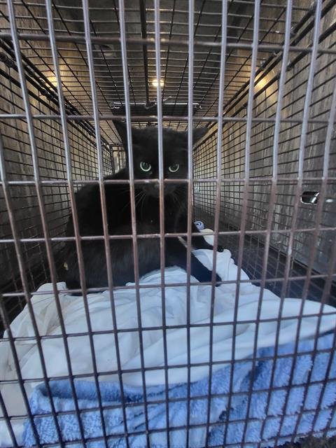 MIDNIGHT - Domestic Short Hair available for adoption