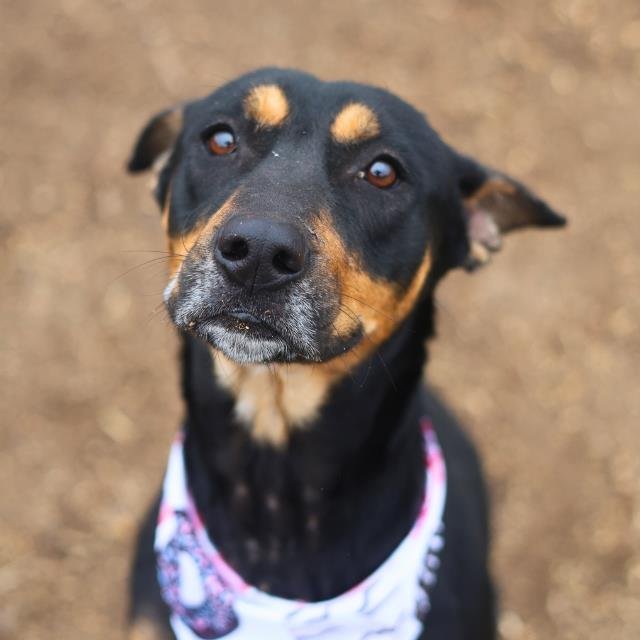 AZRAEL - Doberman Pinscher available for adoption