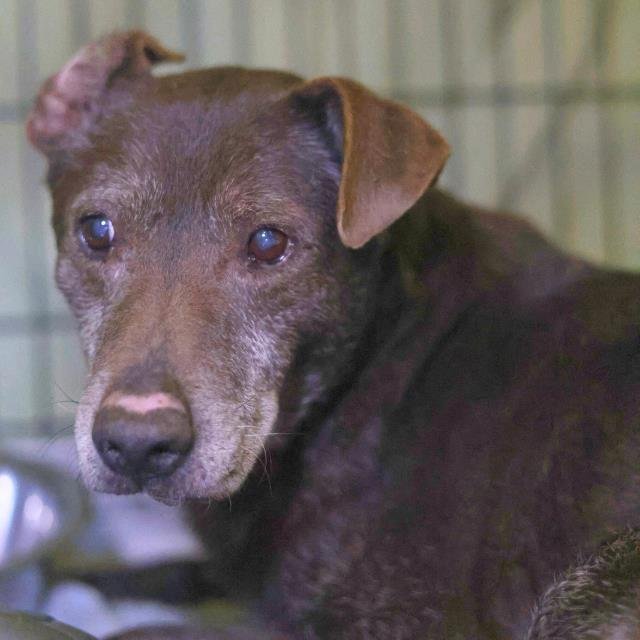 RAVEN - American Staffordshire Terrier available for adoption