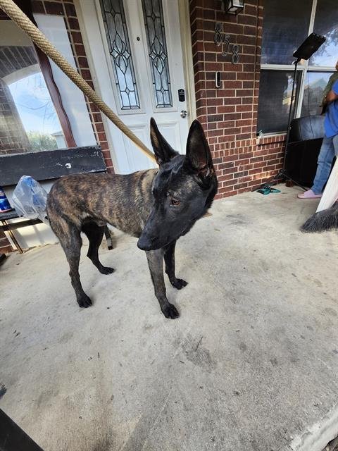 A790668 - Belgian Shepherd Malinois available for adoption