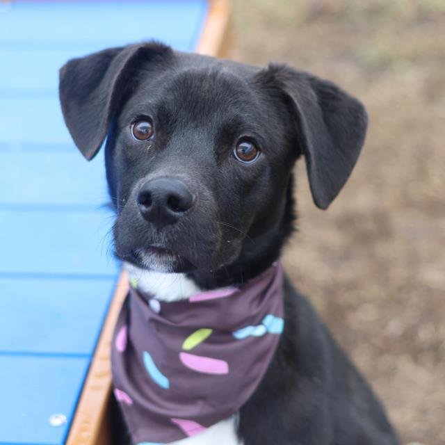ROSCO - American Staffordshire Terrier available for adoption