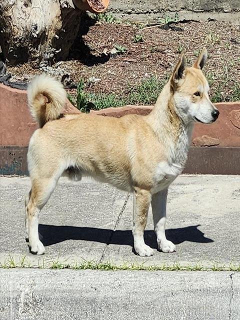 BREADSTICK - Pembroke Welsh Corgi available for adoption