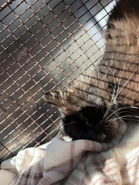 BUDDY - Domestic Short Hair available for adoption