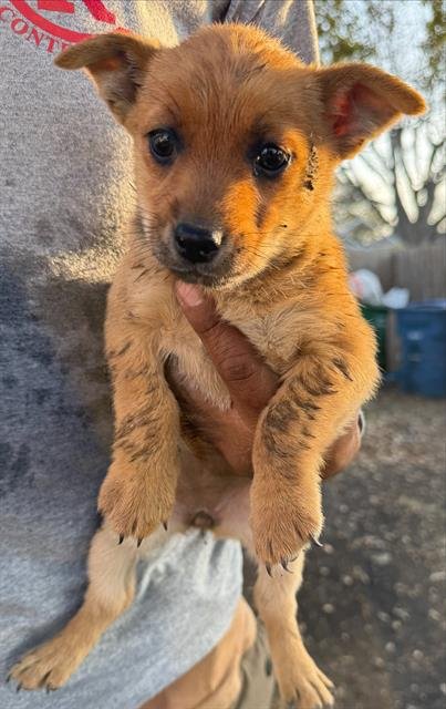 ASHLEY - Terrier available for adoption