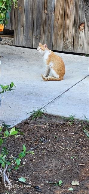 TIMMY - Domestic Short Hair available for adoption