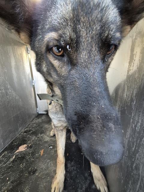 SASHA - German Shepherd Dog available for adoption