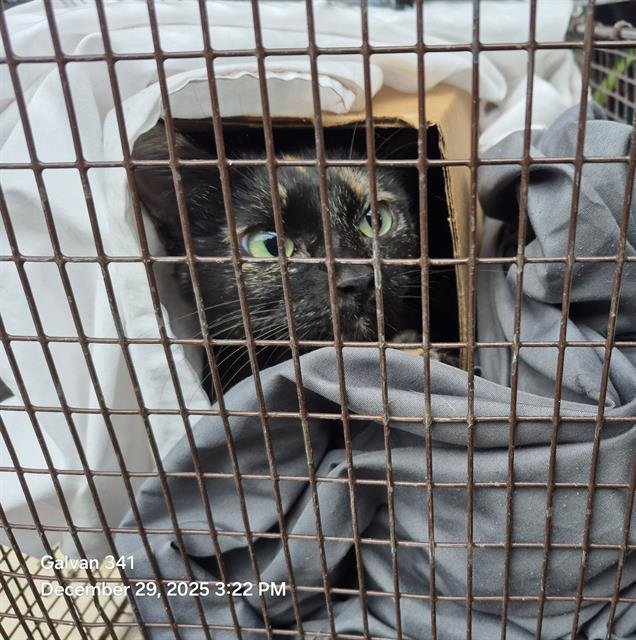 A788778 - Domestic Medium Hair available for adoption