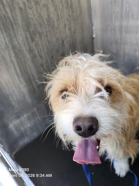 SUGGAR - Jack Russell Terrier (Parson Russell Terrier) available for adoption