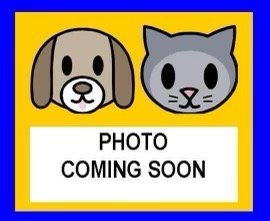 A808335 - Domestic Short Hair available for adoption