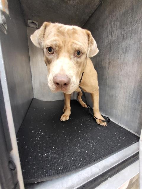 WANDA - American Staffordshire Terrier available for adoption