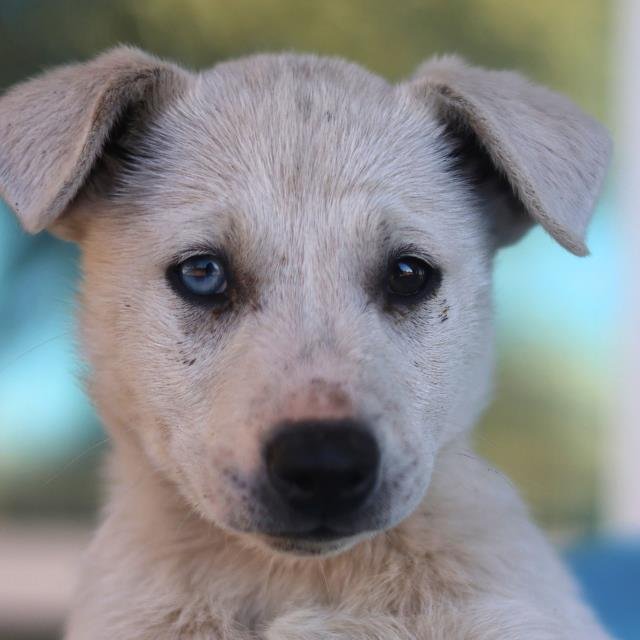 BLANCA - Labrador Retriever available for adoption