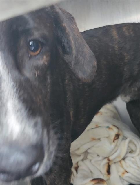 INDEPENDENCE - Labrador Retriever available for adoption