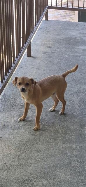 MOSES - Terrier available for adoption