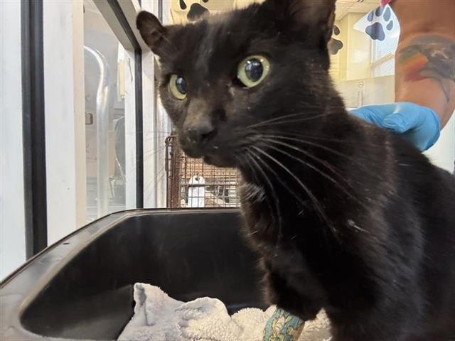 BLACKIE - Domestic Short Hair available for adoption