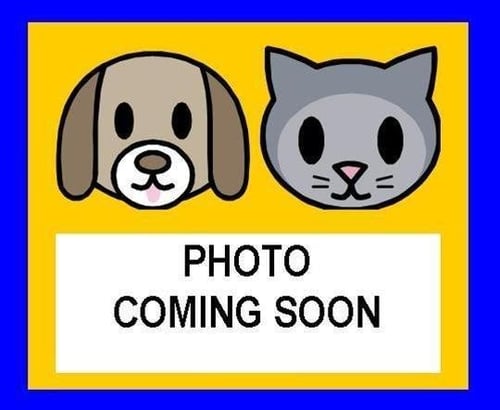 TALLY - Domestic Short Hair available for adoption