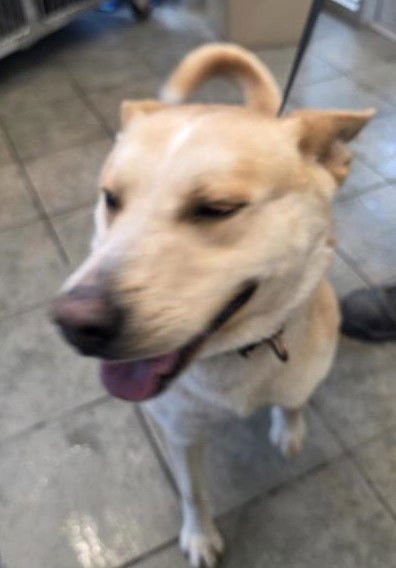 TOBY - German Shepherd Dog available for adoption