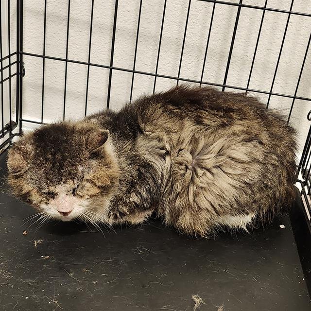 SAMMY - Domestic Short Hair available for adoption