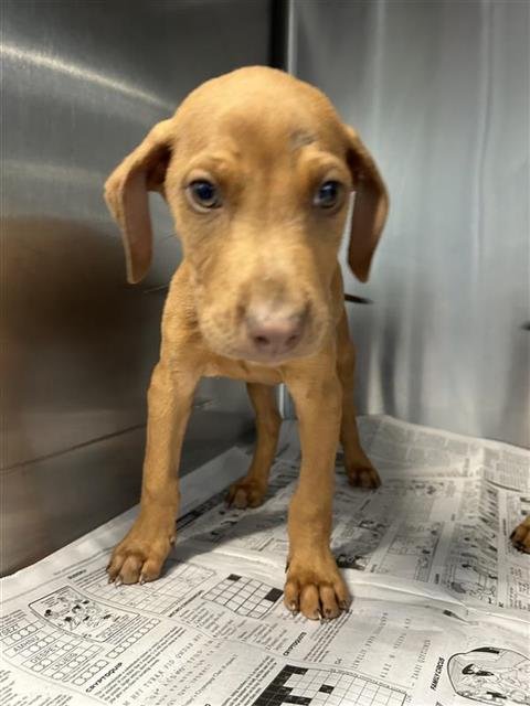 RAY RAY - Vizsla available for adoption