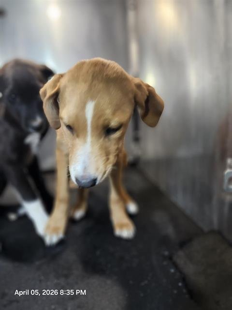BLOSSOM - Labrador Retriever available for adoption