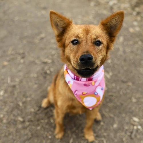 BETH - Terrier available for adoption