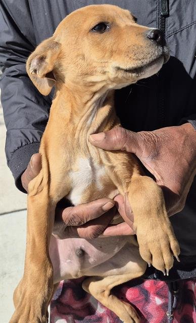 BRONX - Terrier available for adoption