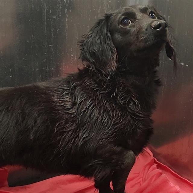 RUBY - Dachshund available for adoption