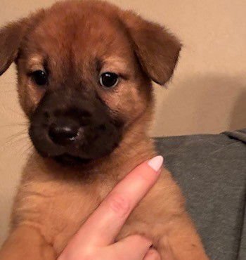 BELL - Chow Chow available for adoption