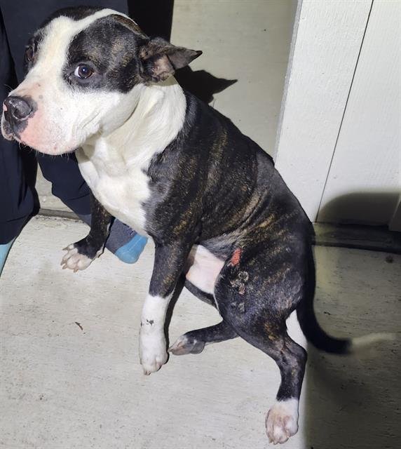 TANK - American Staffordshire Terrier available for adoption