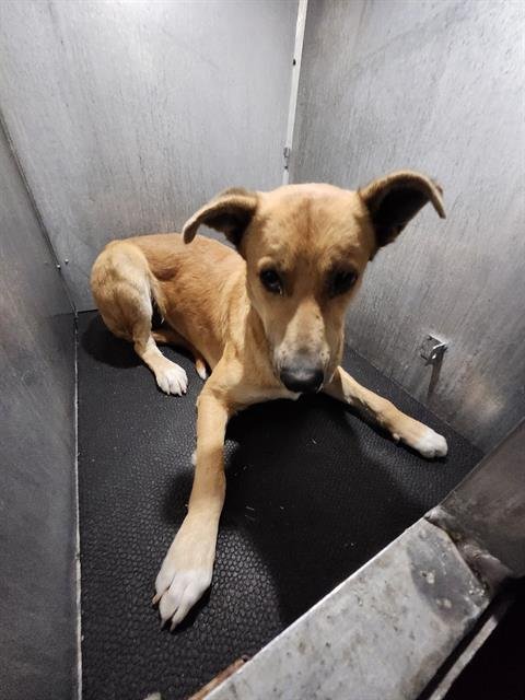 GRIMLI - Hound available for adoption