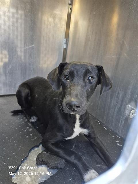 SYRUP - Hound available for adoption