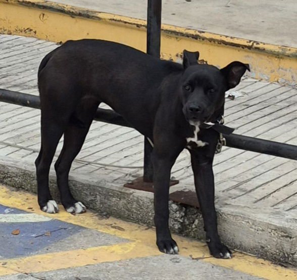 RUBY - Labrador Retriever available for adoption
