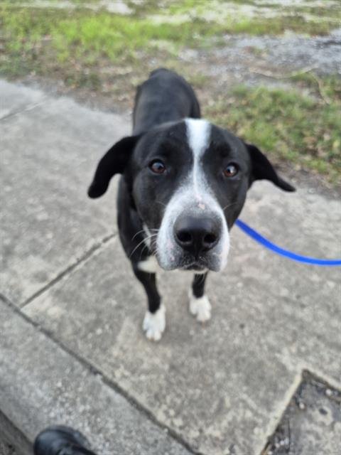 MOLINA - Labrador Retriever available for adoption