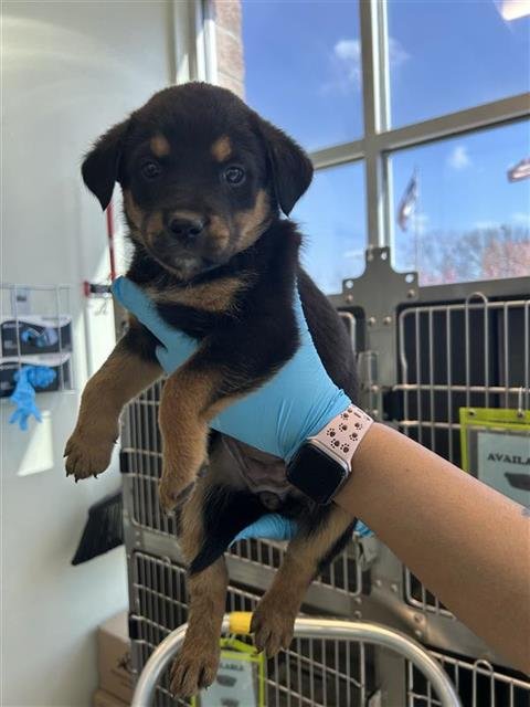 PUP 3 - Rottweiler available for adoption