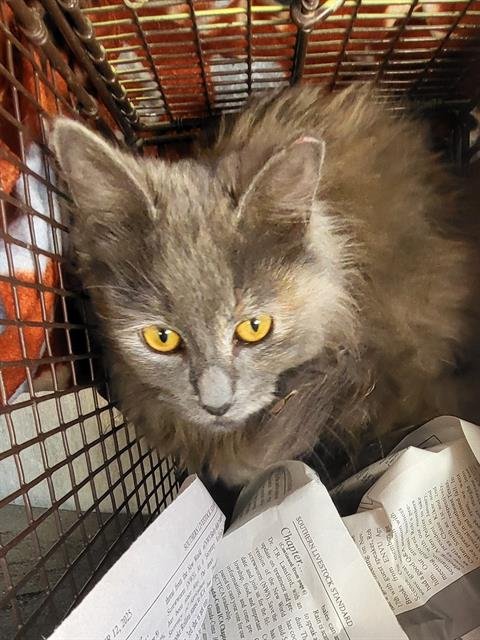 AURA - Domestic Long Hair available for adoption