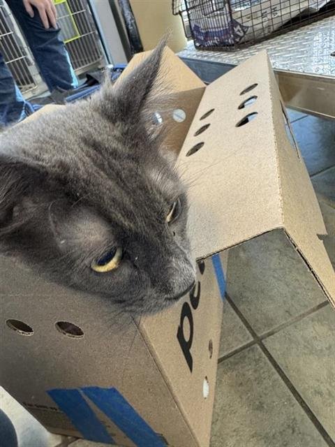 BLUE - Domestic Short Hair available for adoption