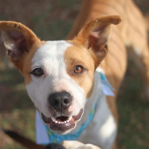 BISCUIT - Terrier available for adoption