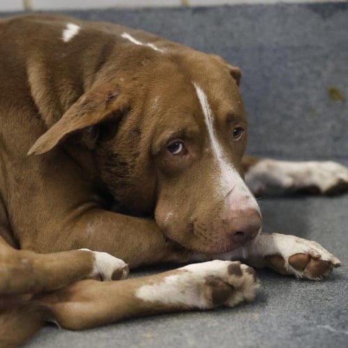 FREDDY - American Staffordshire Terrier available for adoption