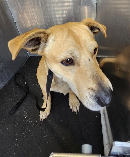 NACHO - Chihuahua available for adoption