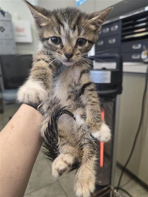 KIT 7 - Domestic Short Hair available for adoption