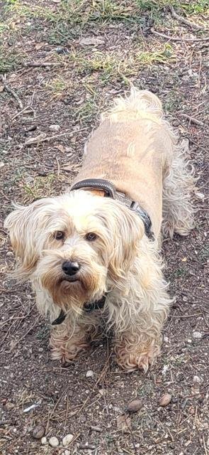 BLONDIE - Shih Tzu available for adoption