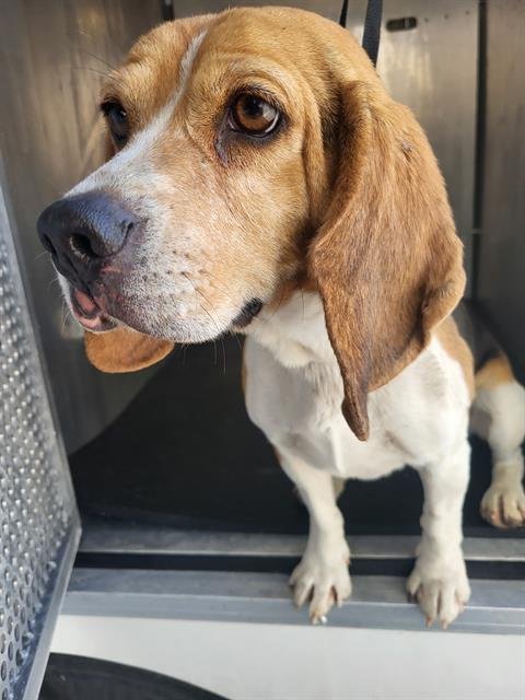 3 PIECE - Beagle available for adoption