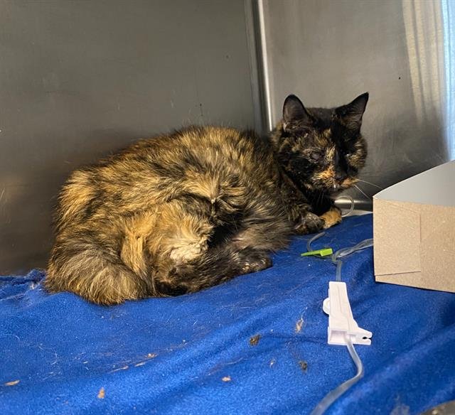 AVERY - Domestic Short Hair available for adoption