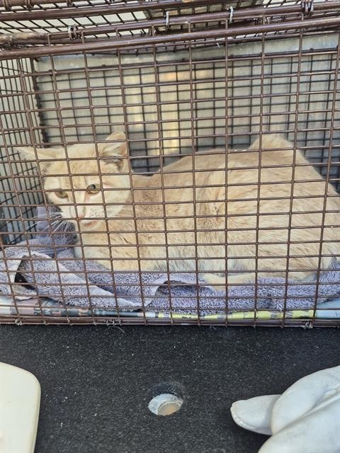 SQUASH - Domestic Short Hair available for adoption