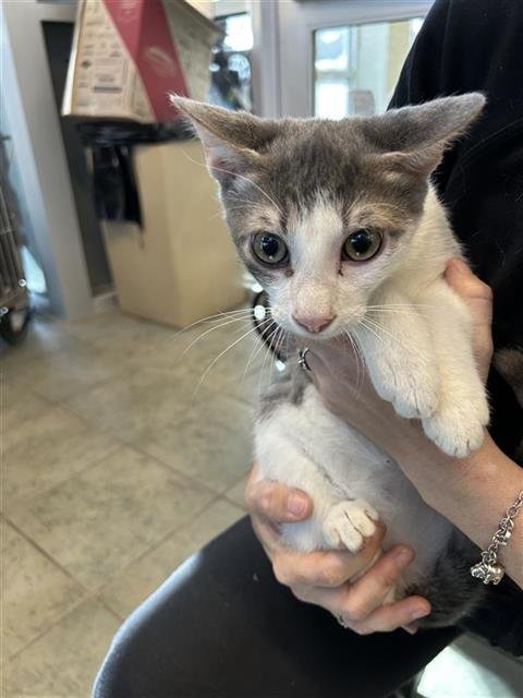 TANK - Domestic Short Hair available for adoption