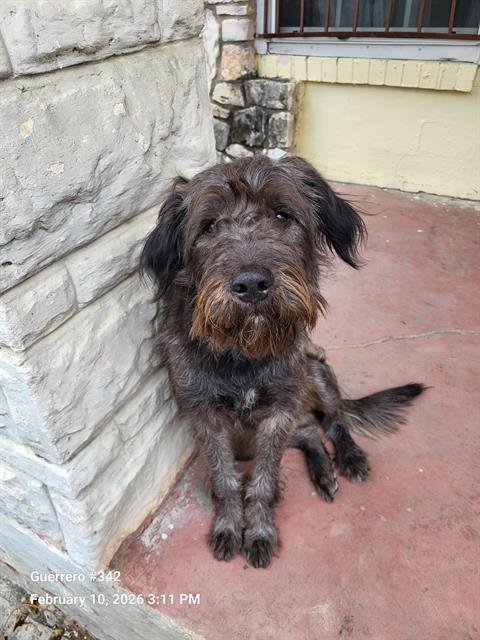 OLLIE - Schnauzer available for adoption