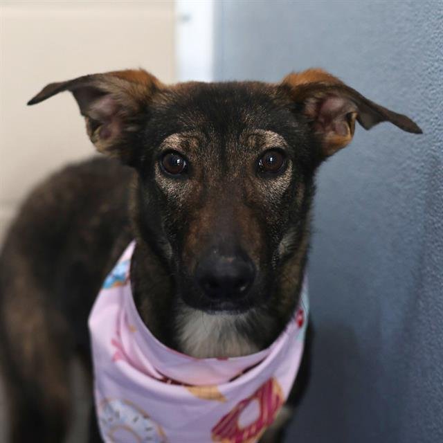 BROWNIE - German Shepherd Dog available for adoption