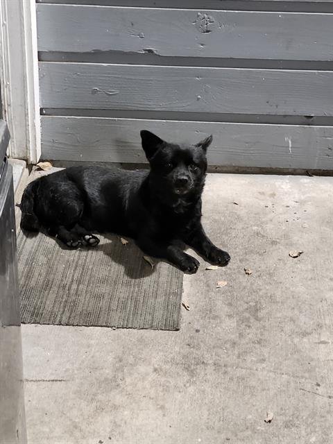 TORRO - Toy Fox Terrier available for adoption