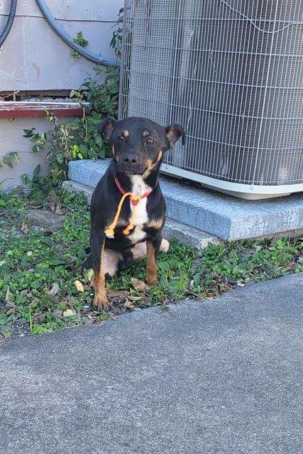 TOSTITOES - Miniature Pinscher available for adoption